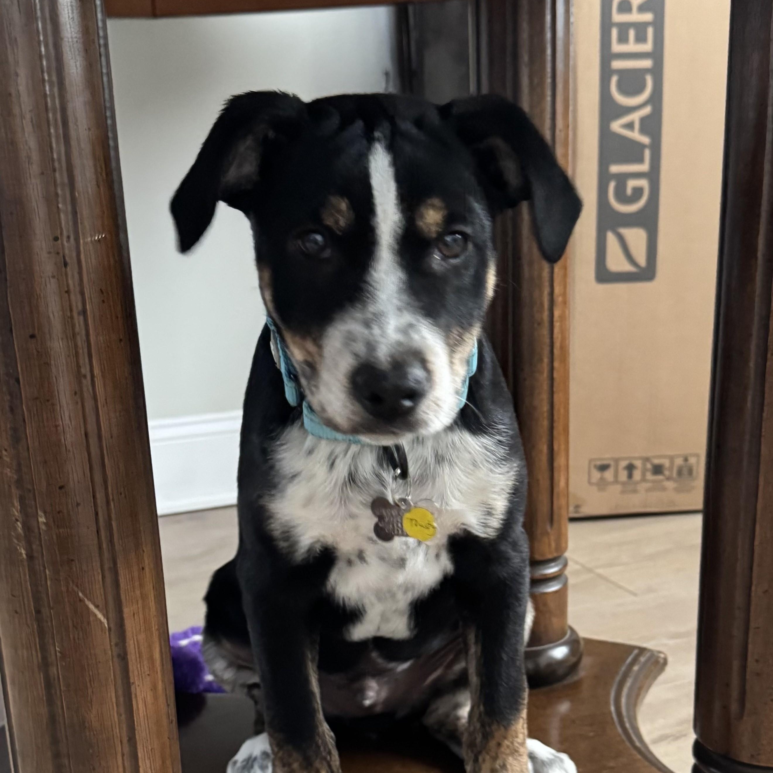 Trusty, Adoptable, Puppy Male Collie & Australian Cattle Dog / Blue Heeler.