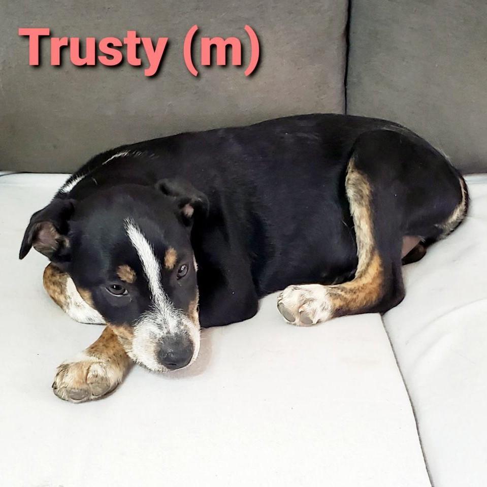 Enlarge Trusty, a Adoptable mixed breed in Albany, NY image 3/6