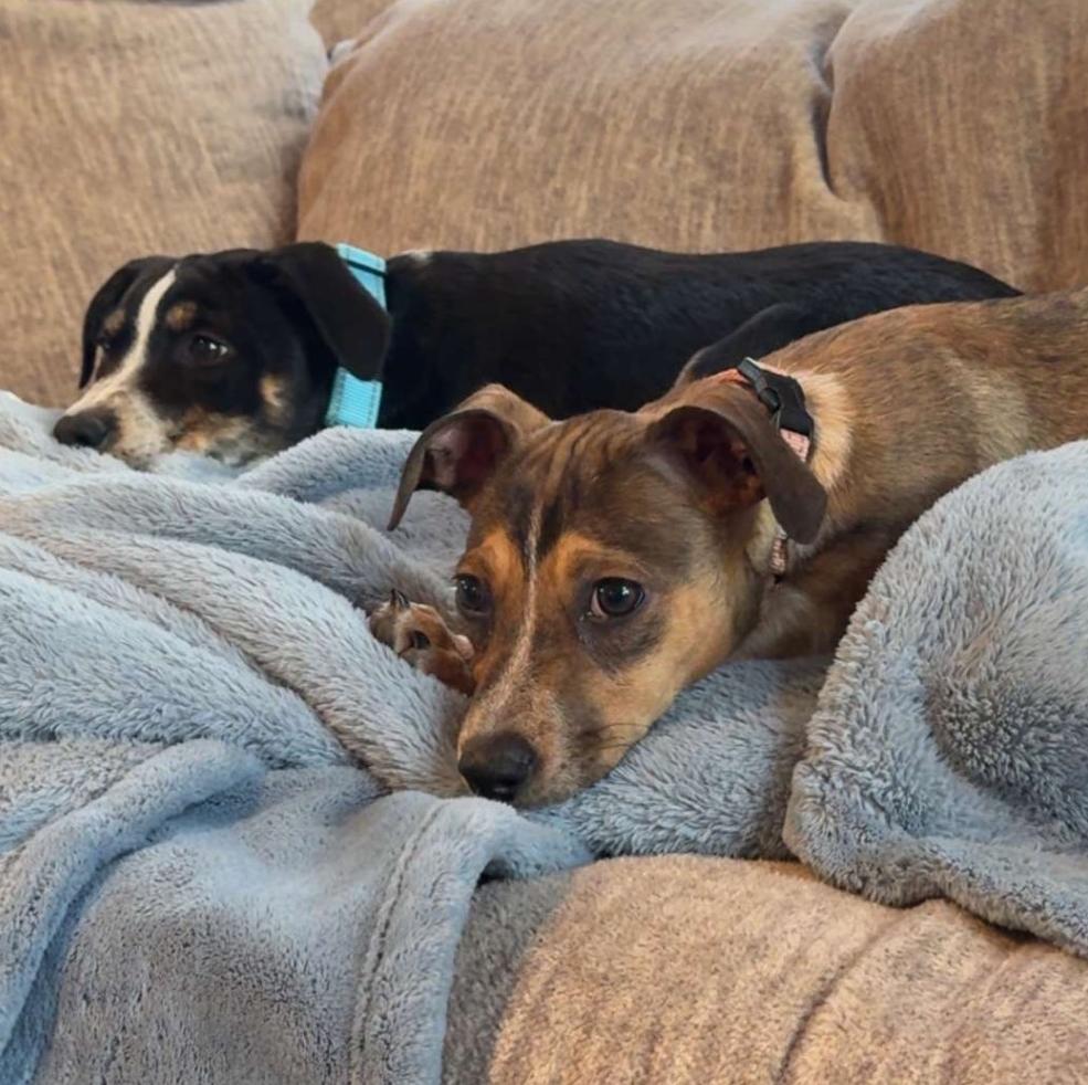 Enlarge Trusty, a Adoptable mixed breed in Albany, NY image 4/6