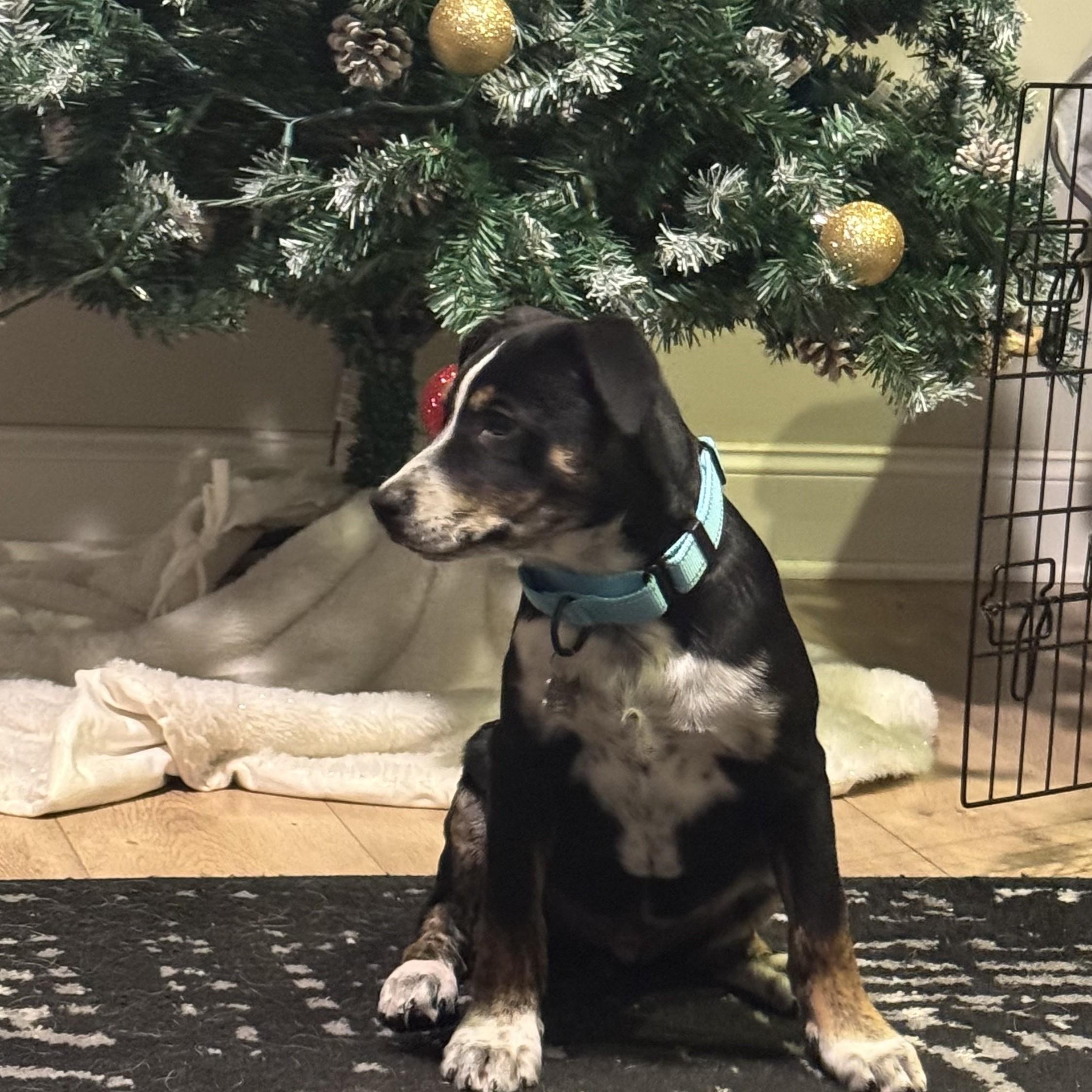 Enlarge Trusty, a Adoptable mixed breed in Albany, NY image 5/6