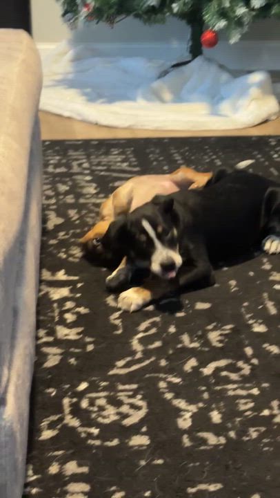 Enlarge Trusty, a Adoptable mixed breed in Albany, NY video 6/6