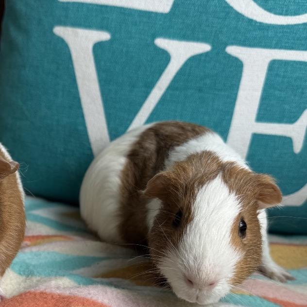Reggie, Adoptable, Young Male Guinea Pig.