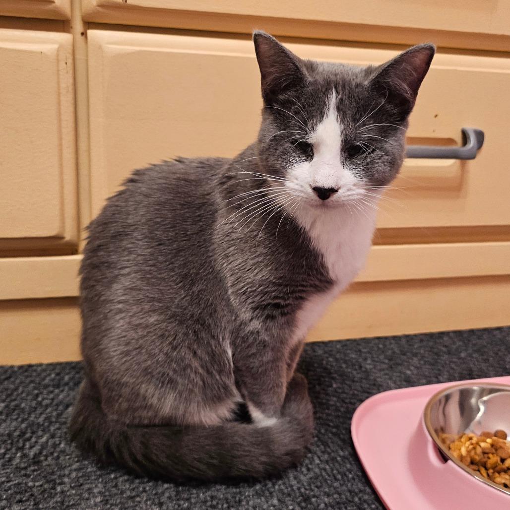 Enlarge Tina, a Adoptable Domestic Short Hair in FAIRWAY, KS image 2/6