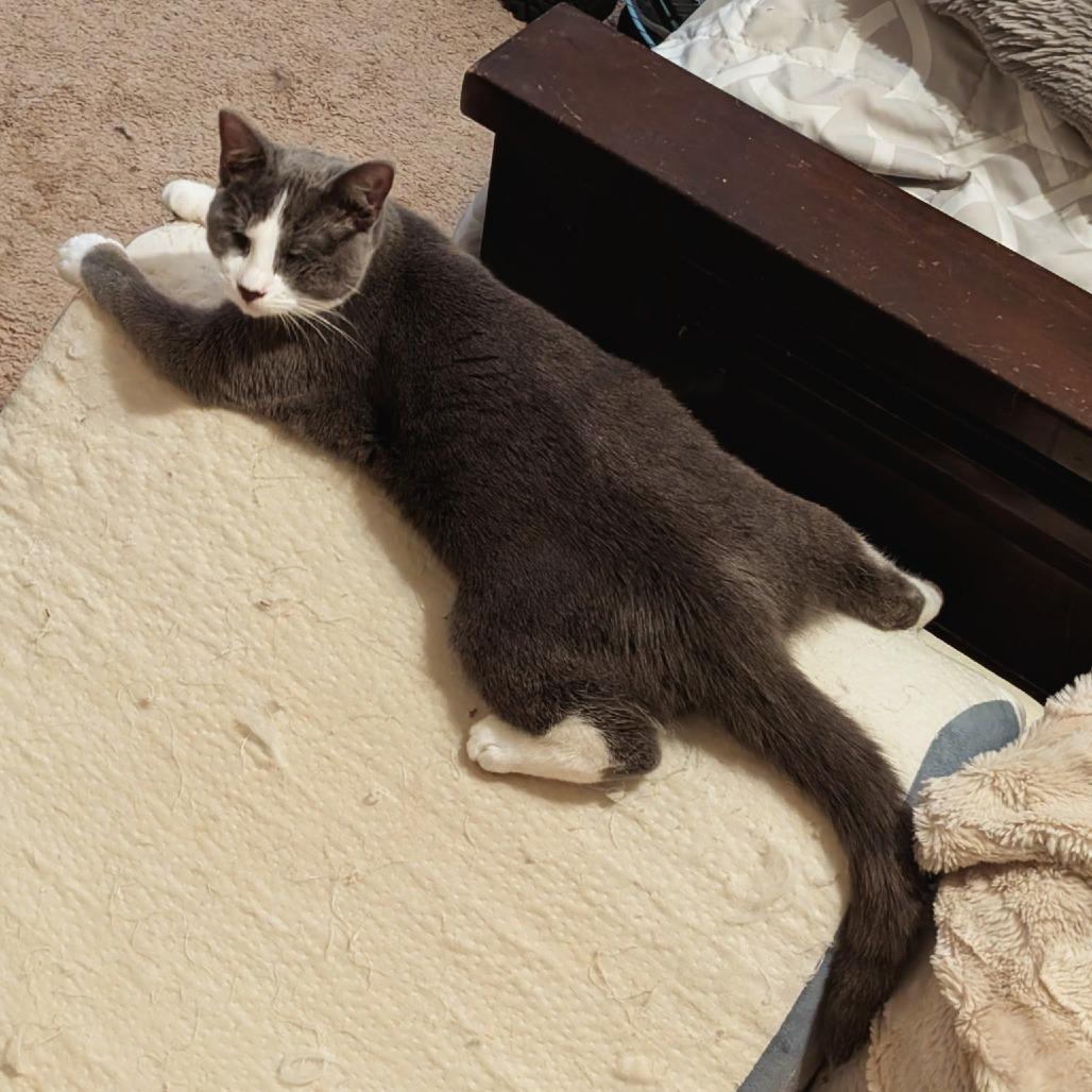 Enlarge Tina, a Adoptable Domestic Short Hair in FAIRWAY, KS image 3/6