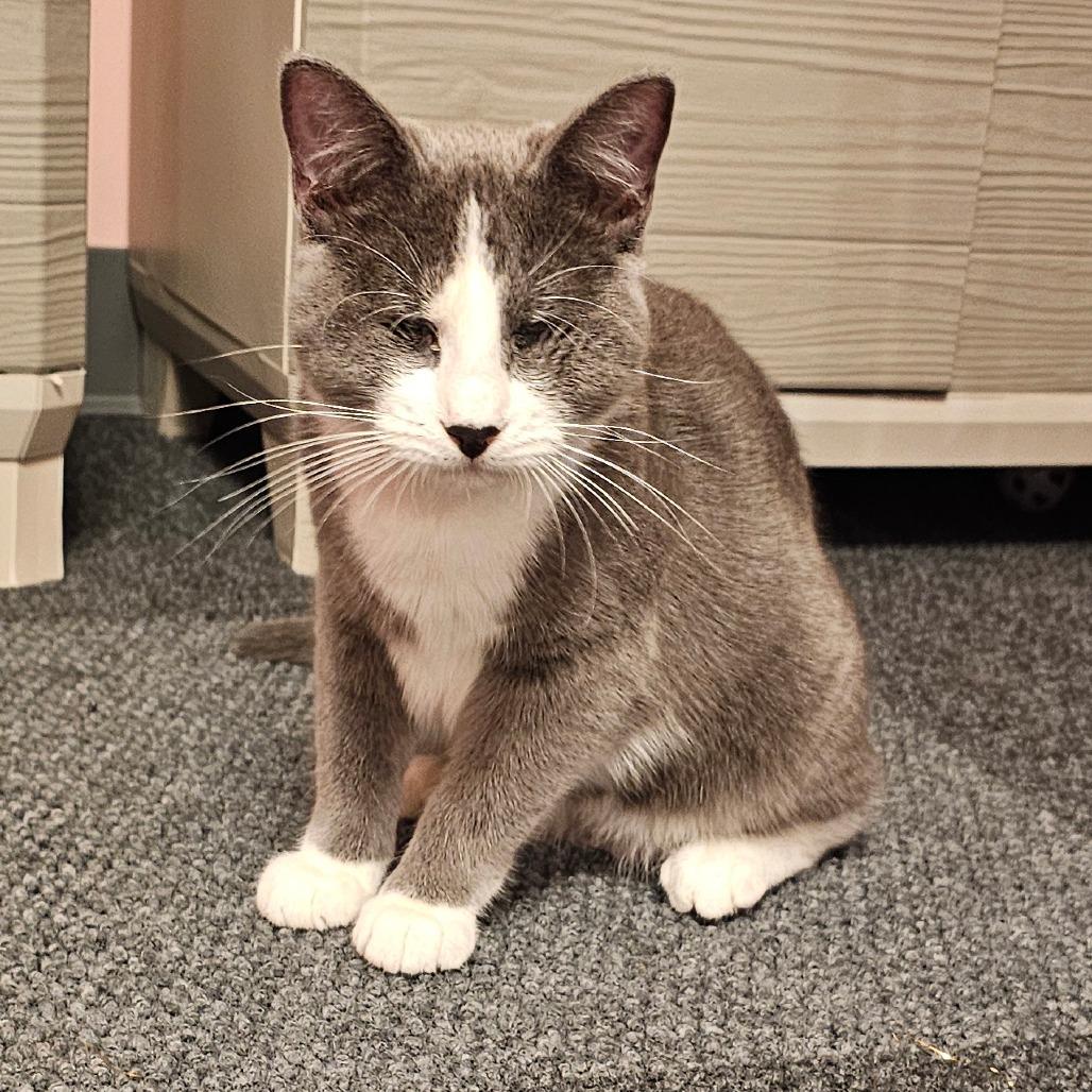 Enlarge Tina, a Adoptable Domestic Short Hair in FAIRWAY, KS image 4/6