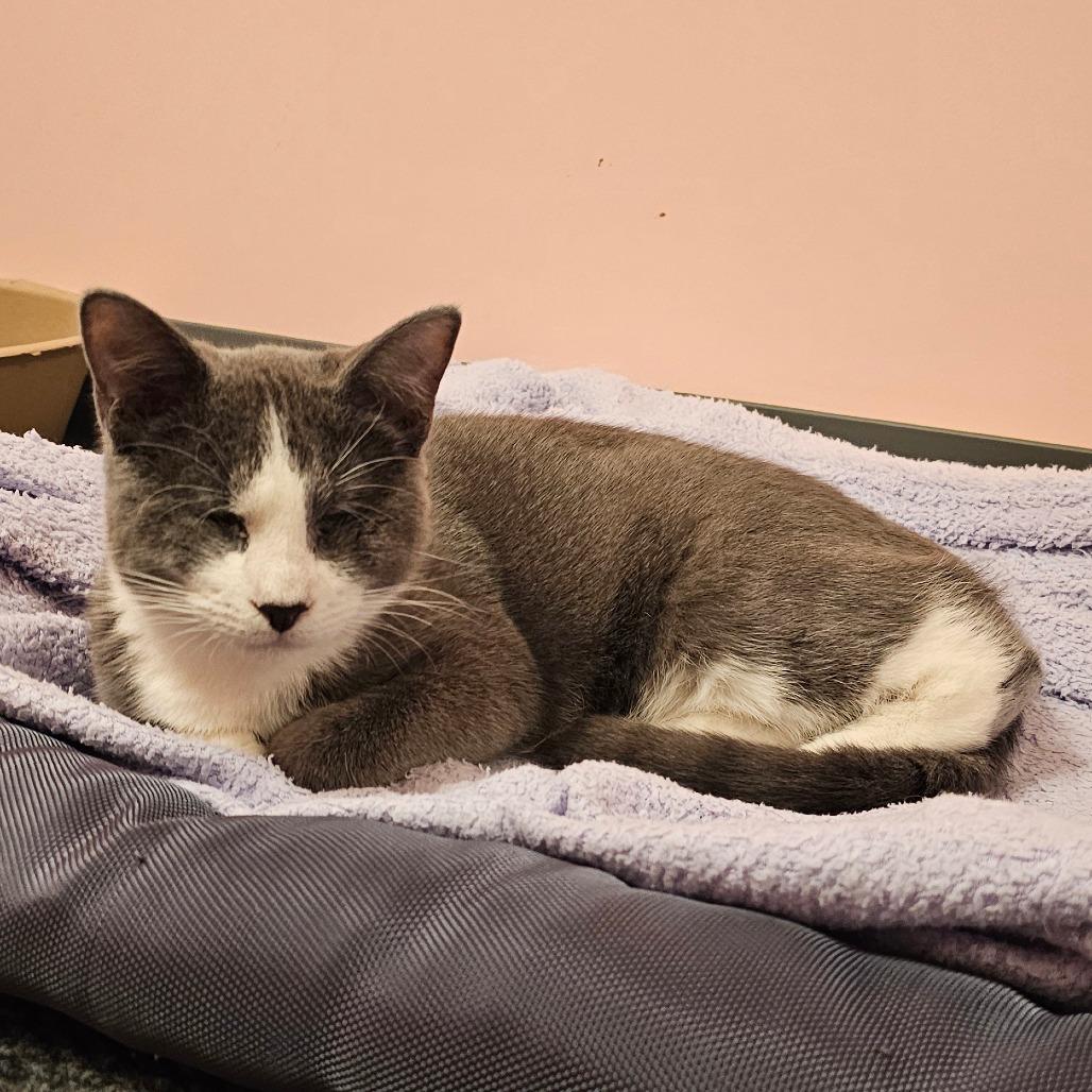 Enlarge Tina, a Adoptable Domestic Short Hair in FAIRWAY, KS image 5/6