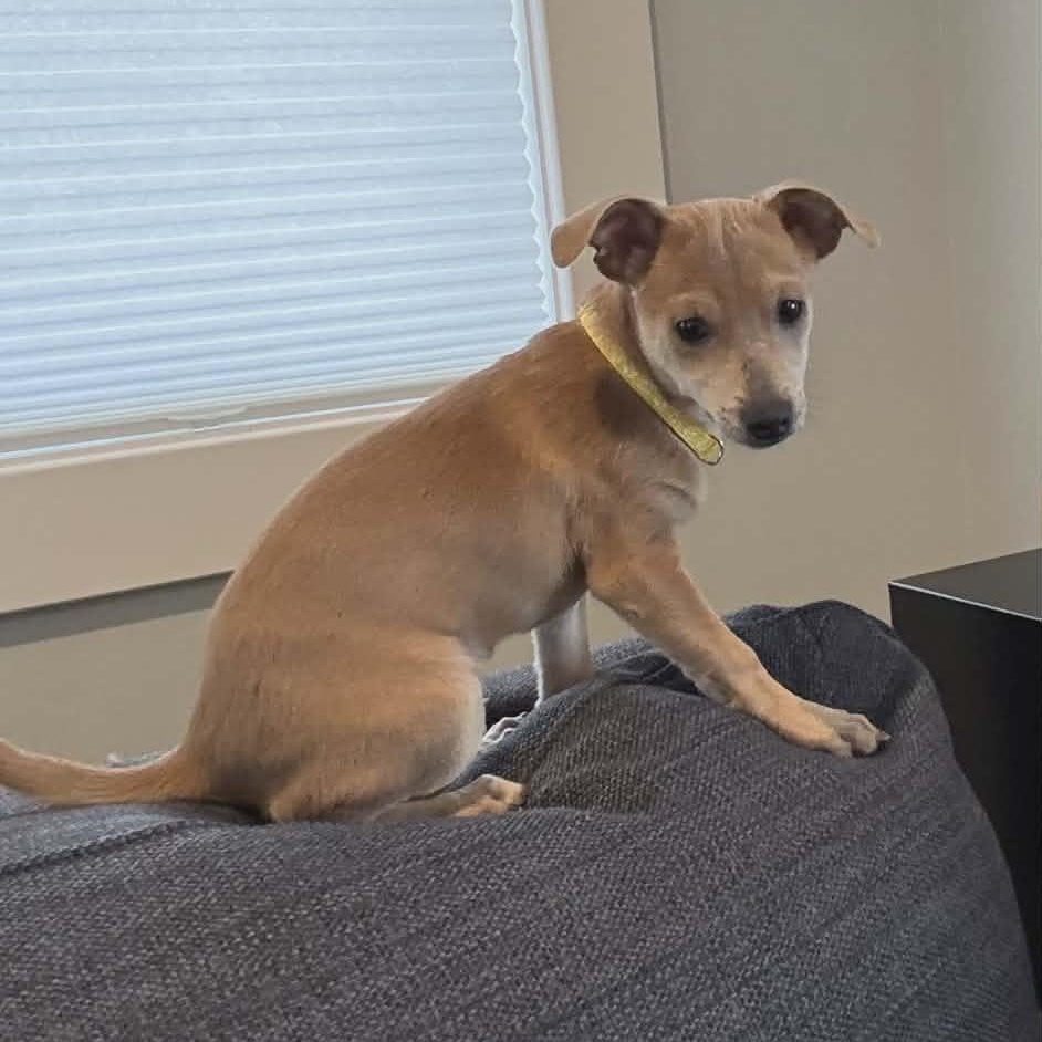 Enlarge Don Julio, a ADOPTABLE Chihuahua in Sunderland, MD image 2/3