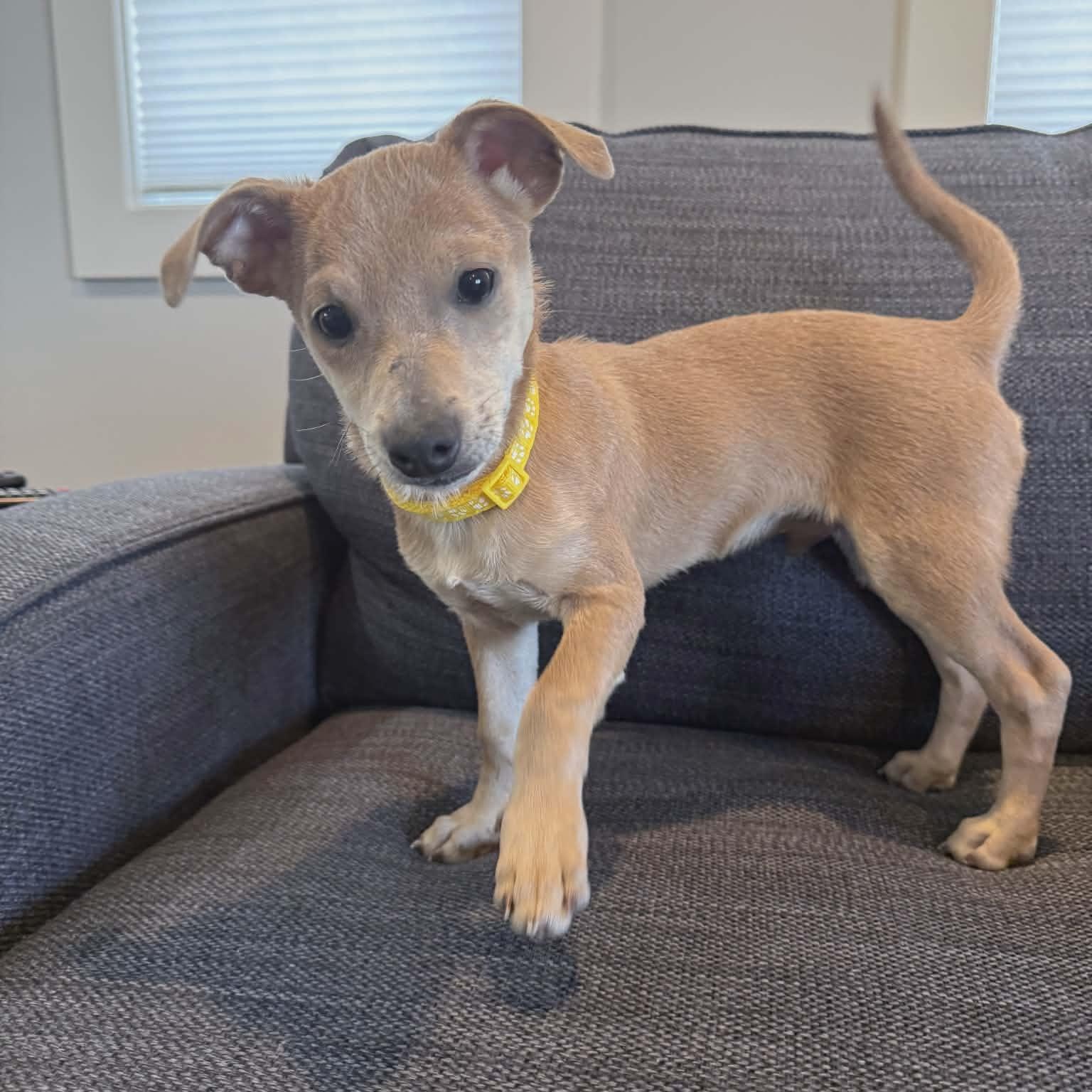 Don Julio, ADOPTABLE, Puppy Male Chihuahua.