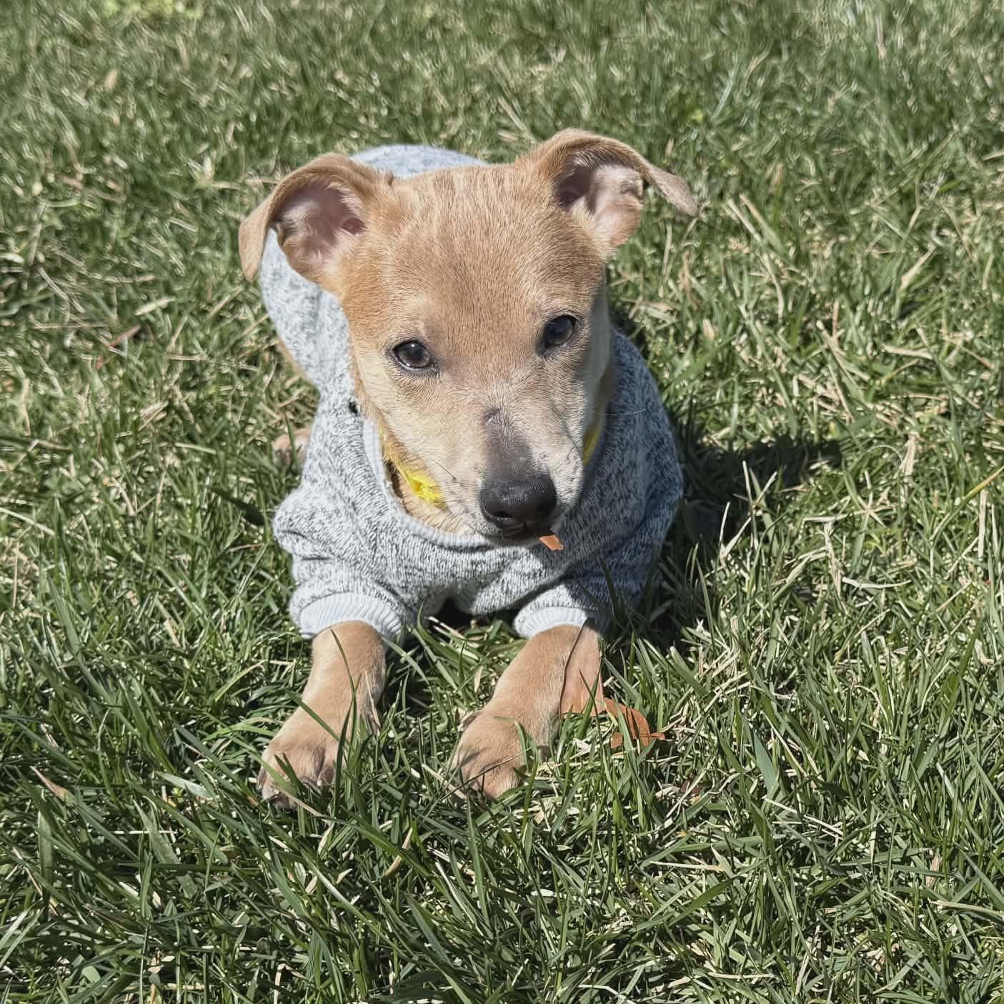 Enlarge Don Julio, a ADOPTABLE Chihuahua in Sunderland, MD image 3/3