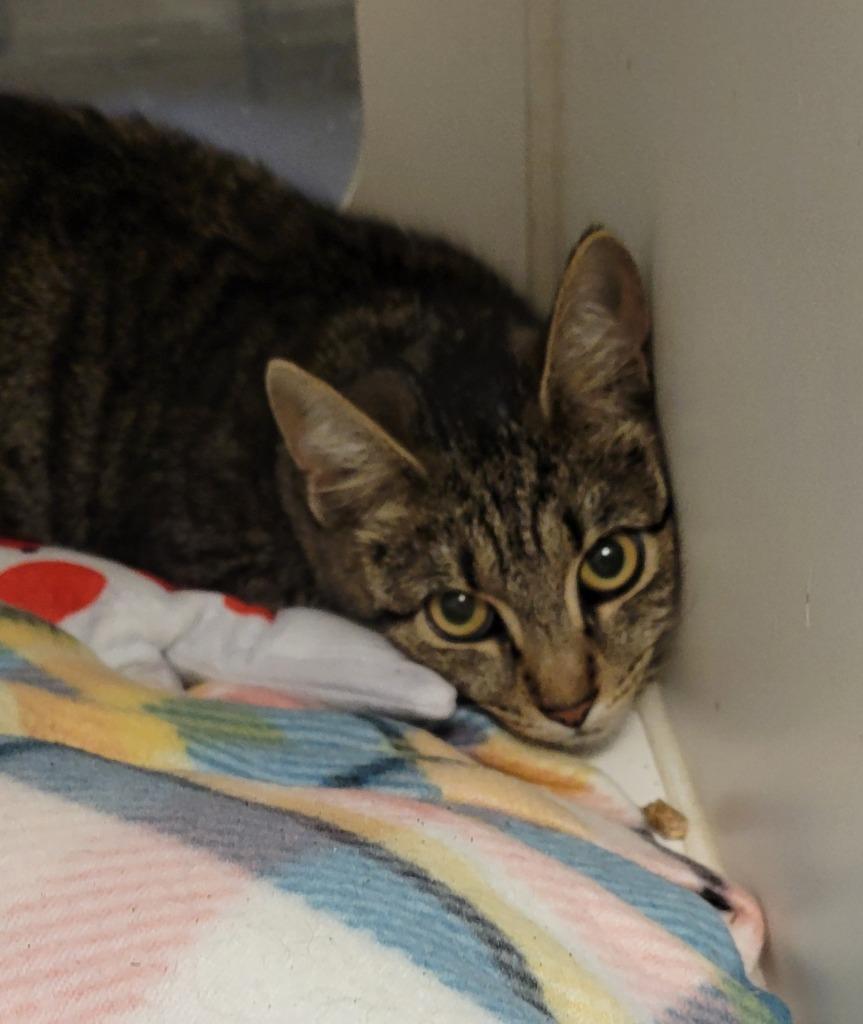 Enlarge 152-Thistle, a Adoptable mixed breed in Windsor, CT image 1/2