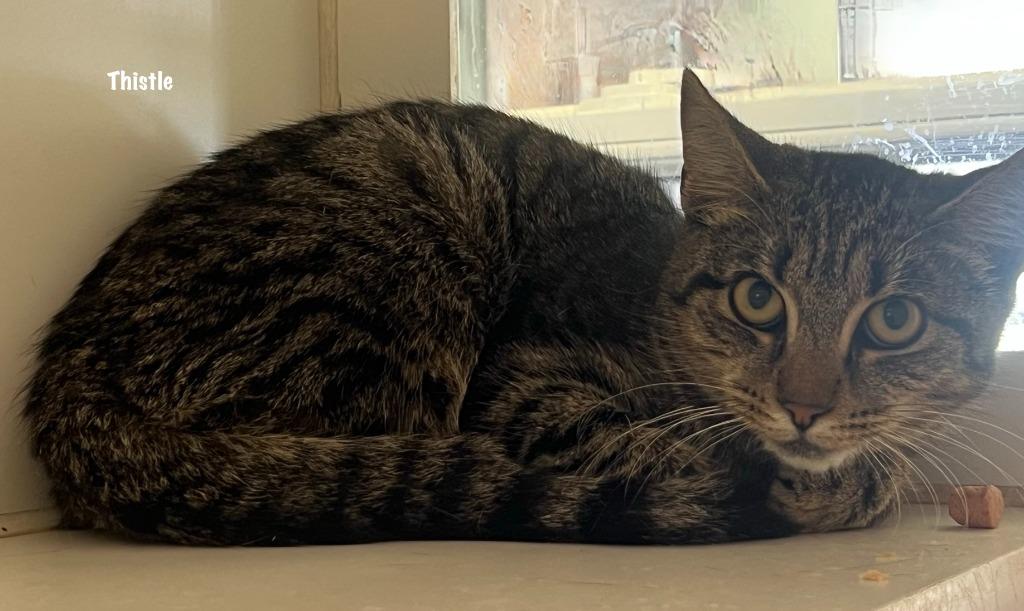 Enlarge 152-Thistle, a Adoptable mixed breed in Windsor, CT image 2/2