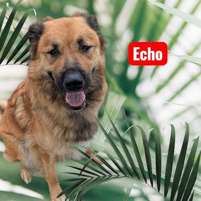 Echo