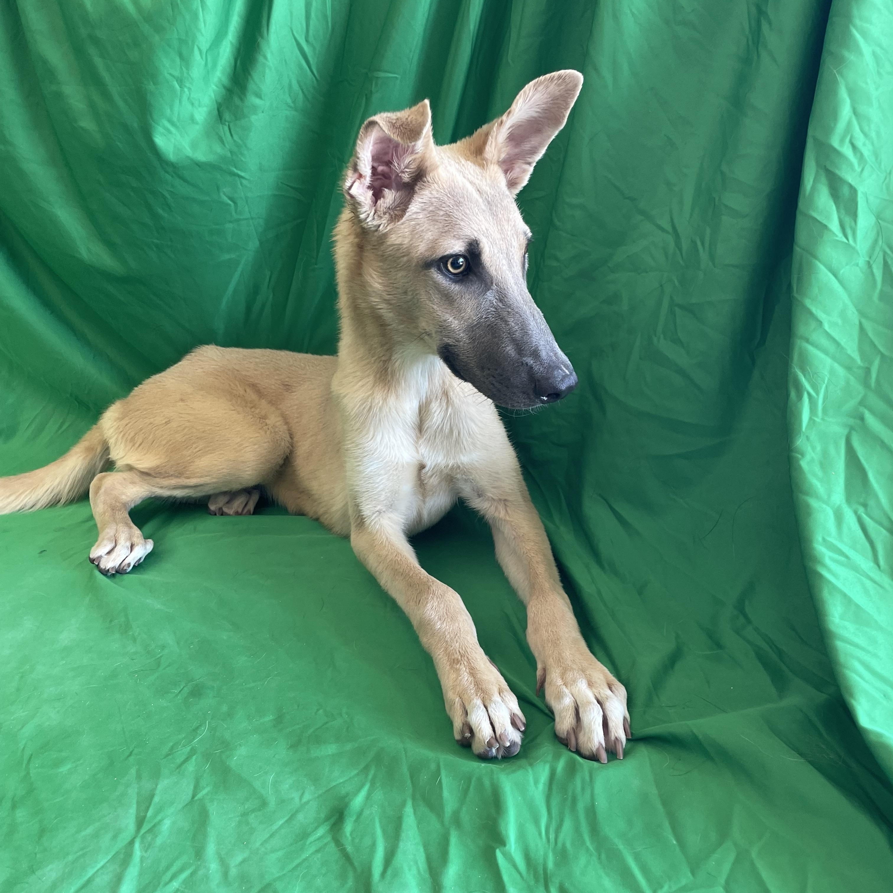 Enlarge Cobi, a Adoptable mixed breed in Phoenix, AZ image 1/3