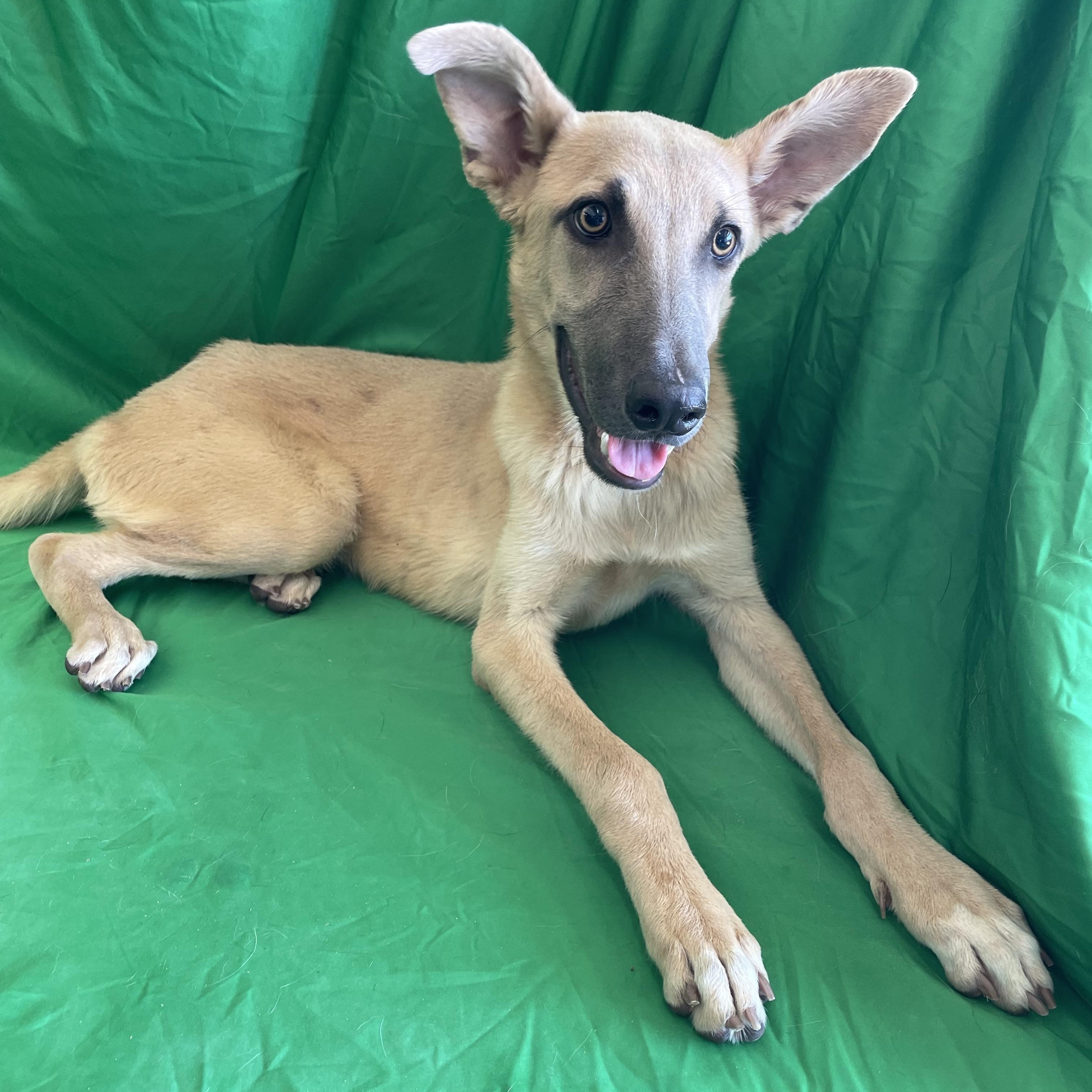 Enlarge Cobi, a Adoptable mixed breed in Phoenix, AZ image 2/3