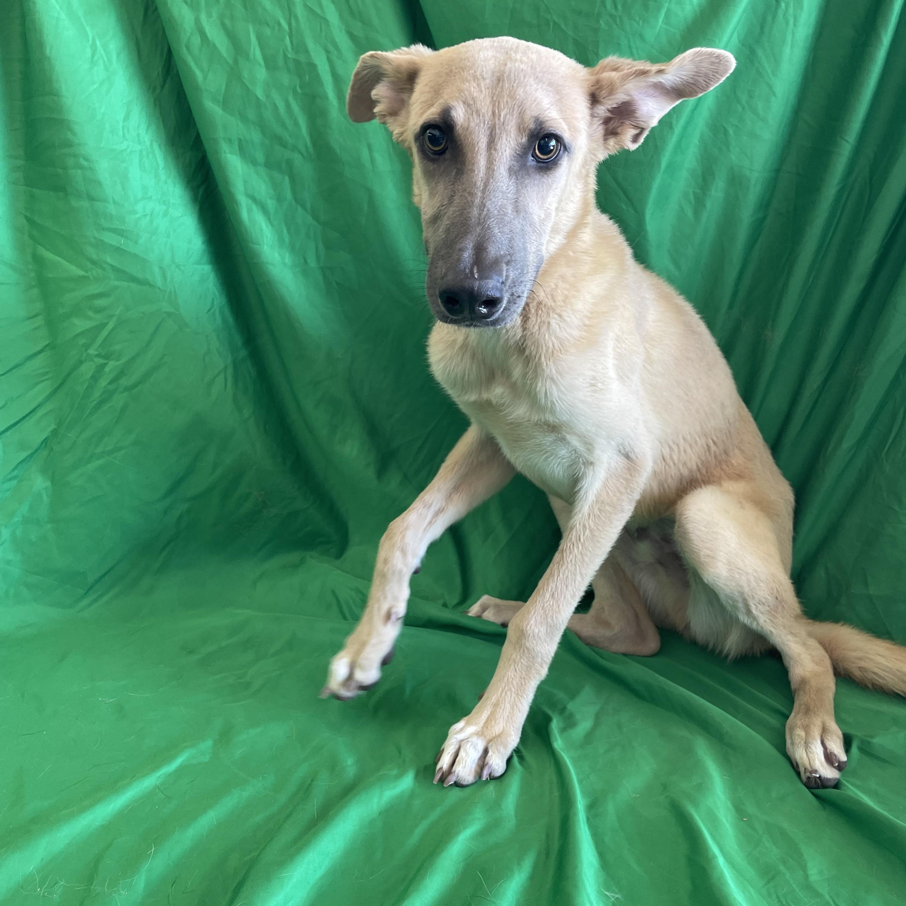 Enlarge Cobi, a Adoptable mixed breed in Phoenix, AZ image 3/3