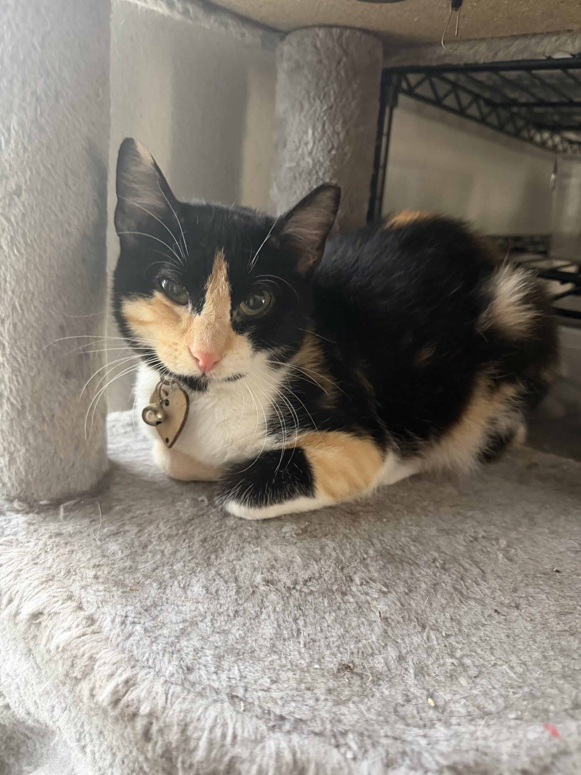 Butter, Adoptable, Kitten Female American Shorthair.