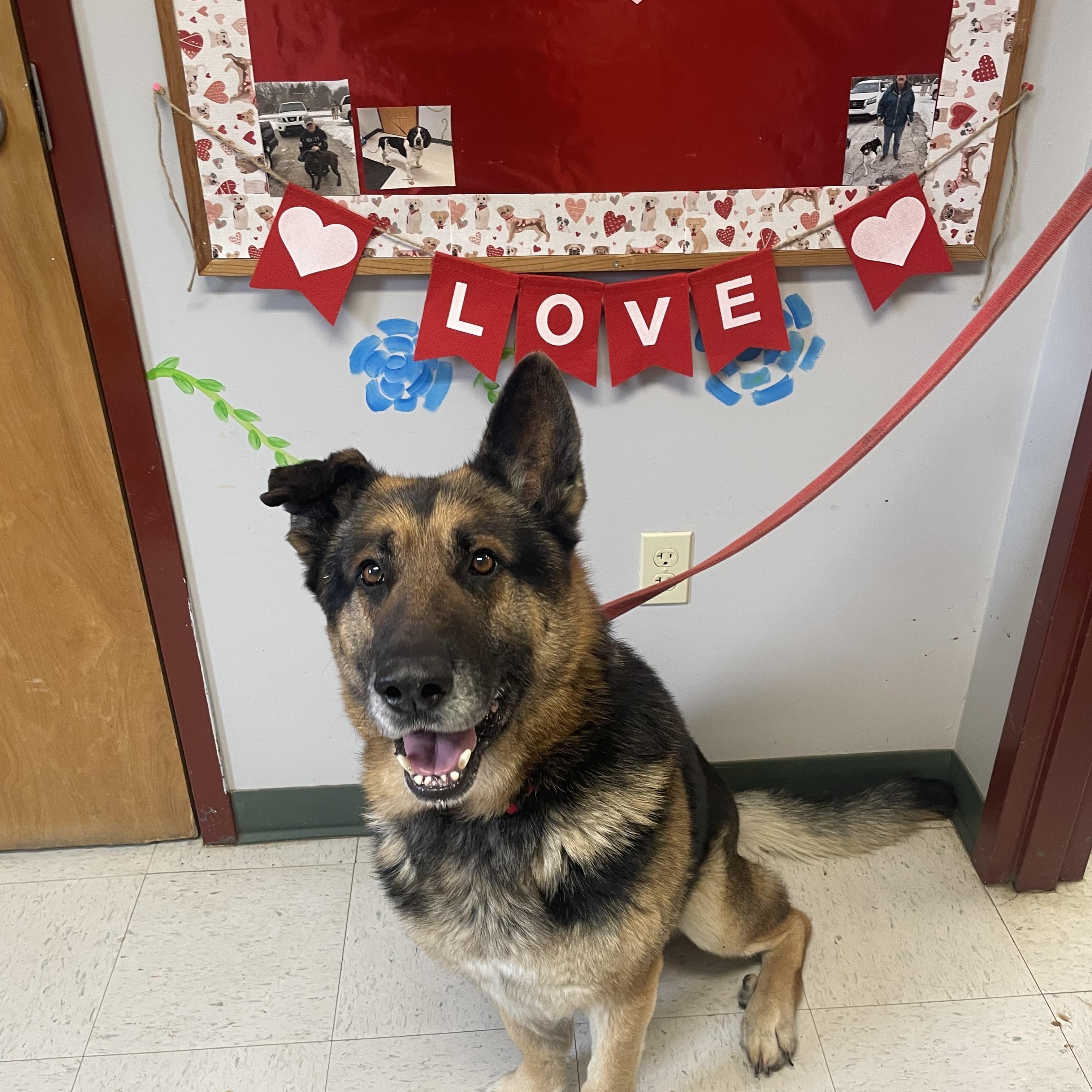 Max, a ADOPTABLE German Shepherd Dog in Maysville, KY image 2/2