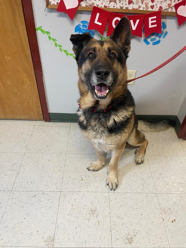 Max, ADOPTABLE, Adult Male German Shepherd Dog.