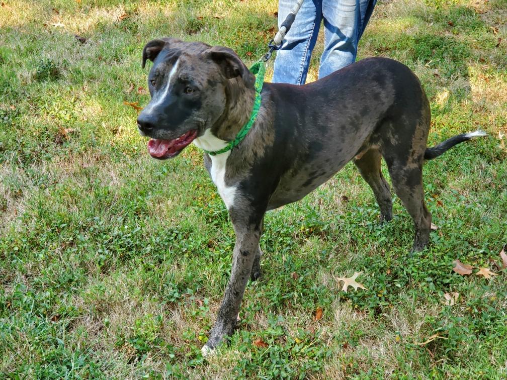 Sawyer, a Adoptable mixed breed in Hermitage, TN image 2/6
