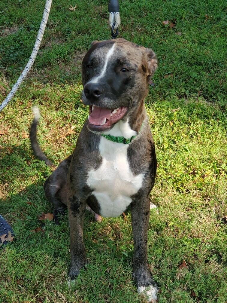 Sawyer, Adoptable, Young Male Catahoula Leopard Dog.