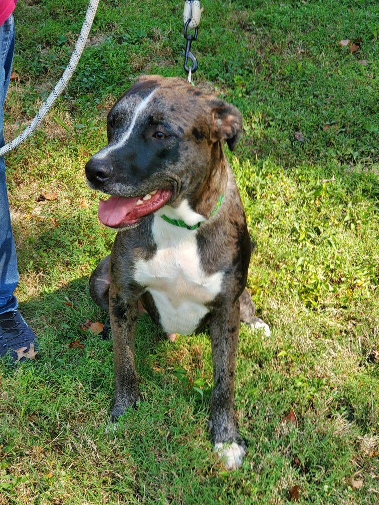 Sawyer, a Adoptable mixed breed in Hermitage, TN image 4/6