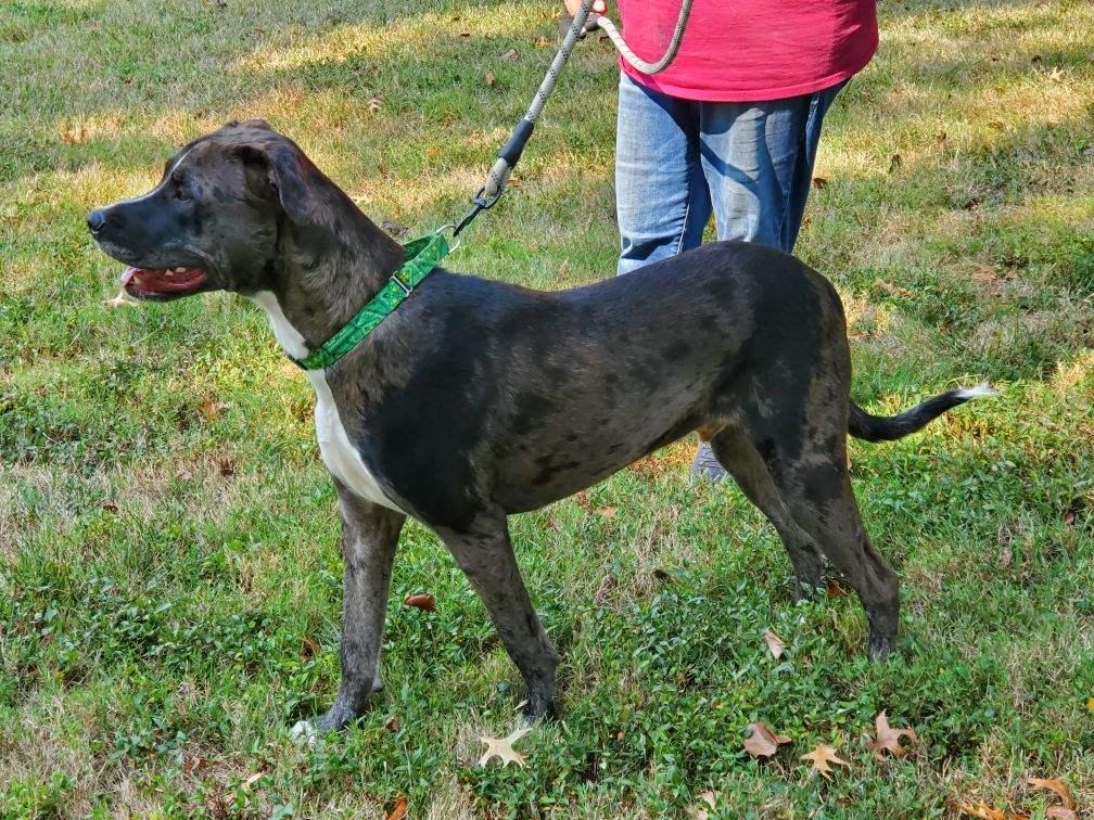 Sawyer, a Adoptable mixed breed in Hermitage, TN image 5/6