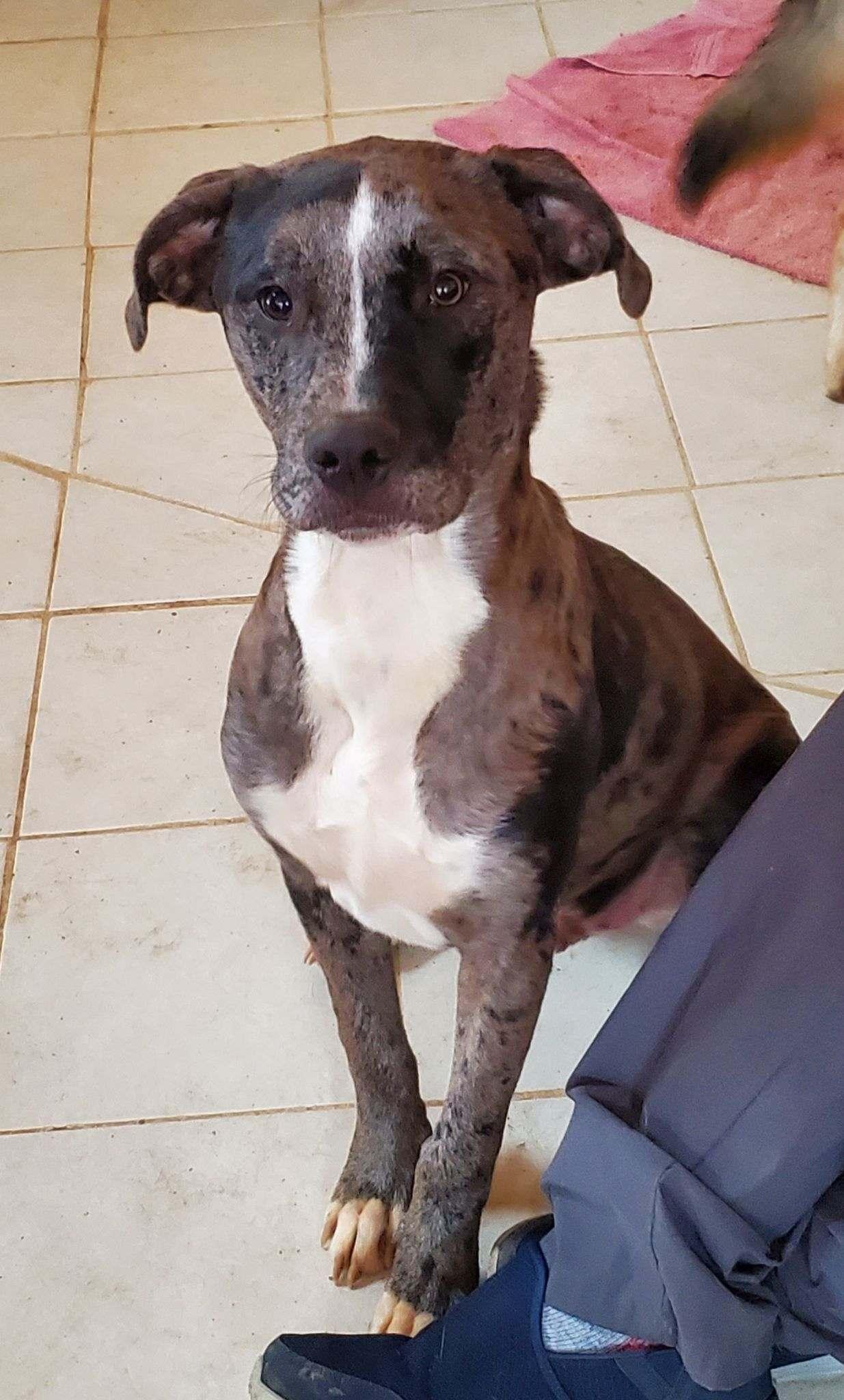 Sawyer, a Adoptable mixed breed in Hermitage, TN image 6/6