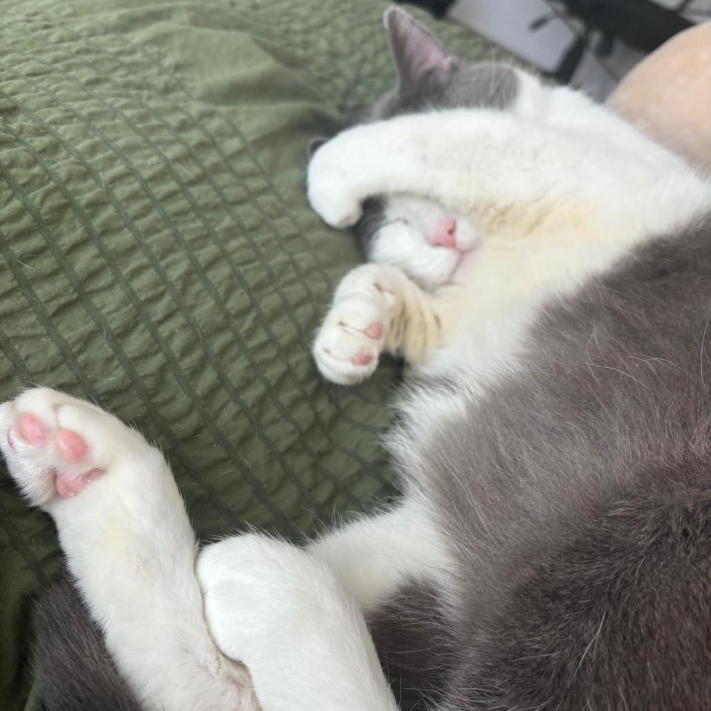 Zeke — thumbnail 4