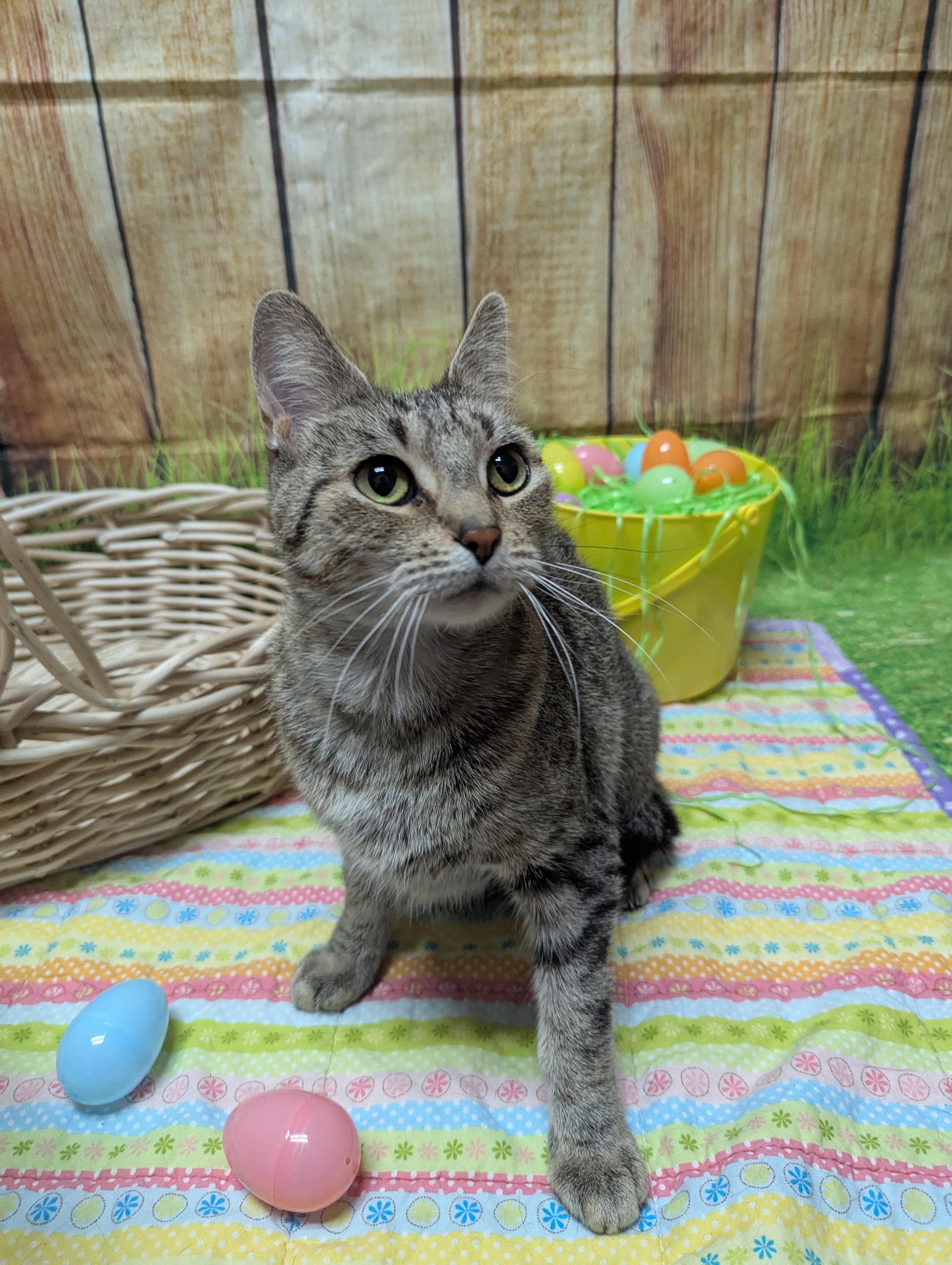 Enlarge Kitty, an adopted Domestic Short Hair in Oconto, WI image 2/2