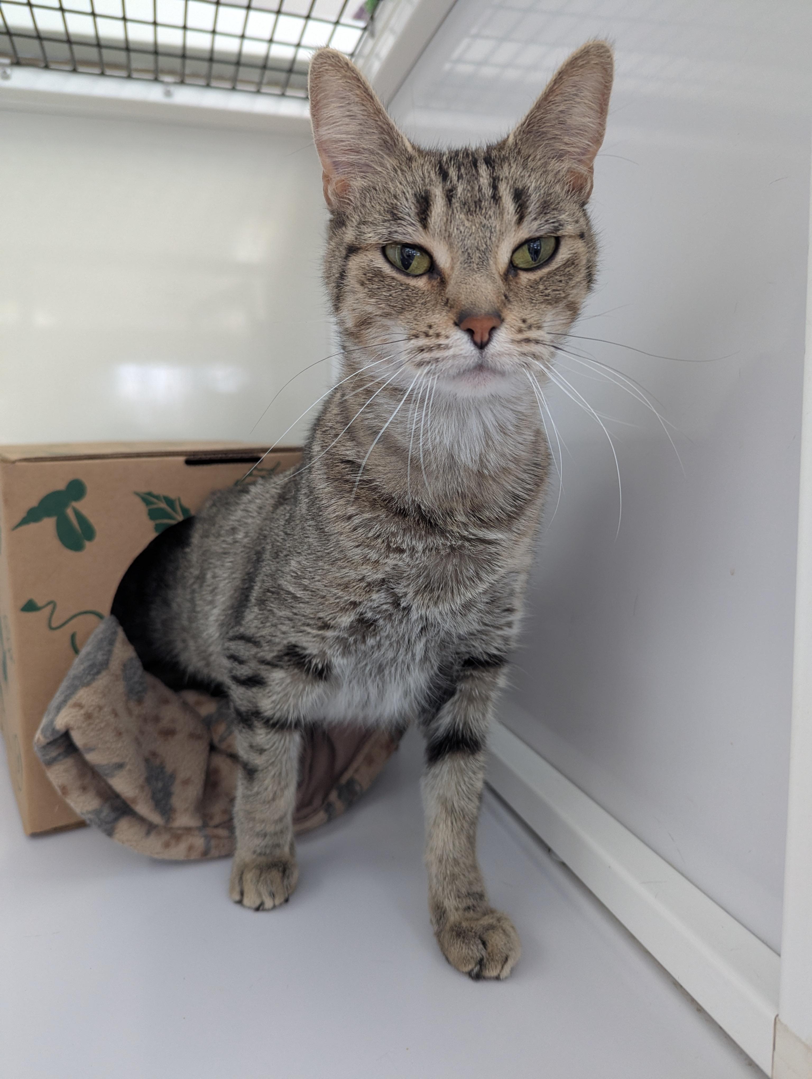 Enlarge Kitty, an adopted Domestic Short Hair in Oconto, WI image 1/2