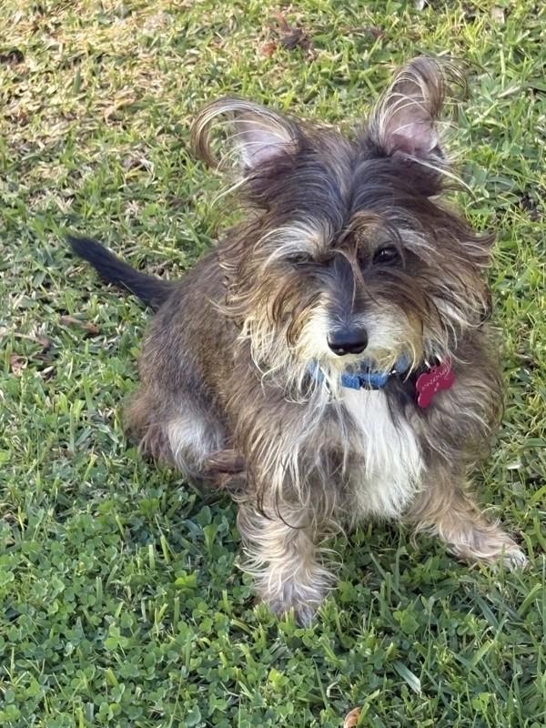 Enlarge Austen, a Adoptable mixed breed in San Diego, CA image 2/6