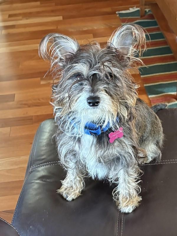 Enlarge Austen, a Adoptable mixed breed in San Diego, CA image 3/6