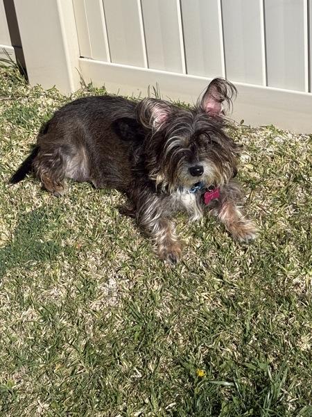 Enlarge Austen, a Adoptable mixed breed in San Diego, CA image 5/6