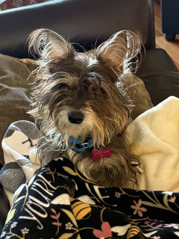 Enlarge Austen, a Adoptable mixed breed in San Diego, CA image 6/6