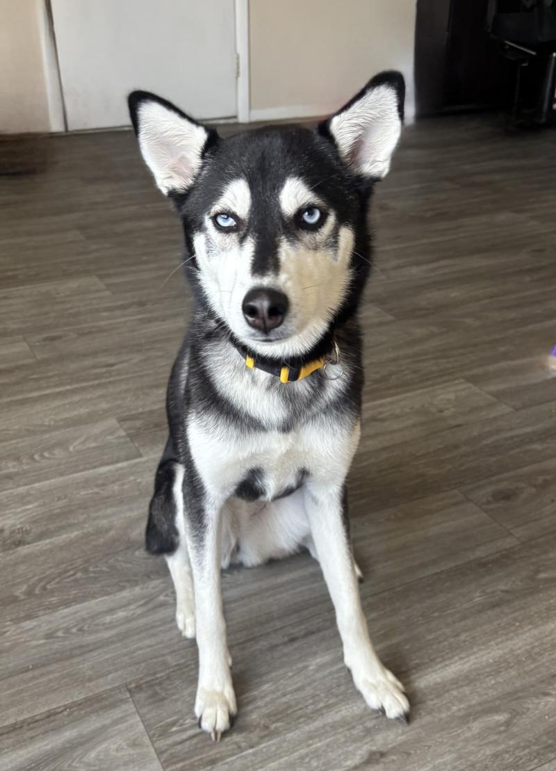 Enlarge Nova, an adopted Husky in Salt Lake City, UT image 3/5