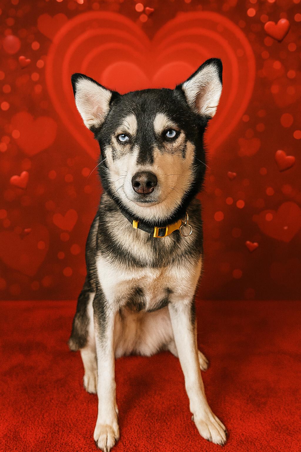 Enlarge Nova, an adopted Husky in Salt Lake City, UT image 1/5