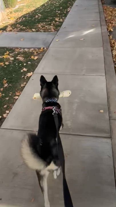 Enlarge Nova, an adopted Husky in Salt Lake City, UT video 5/5