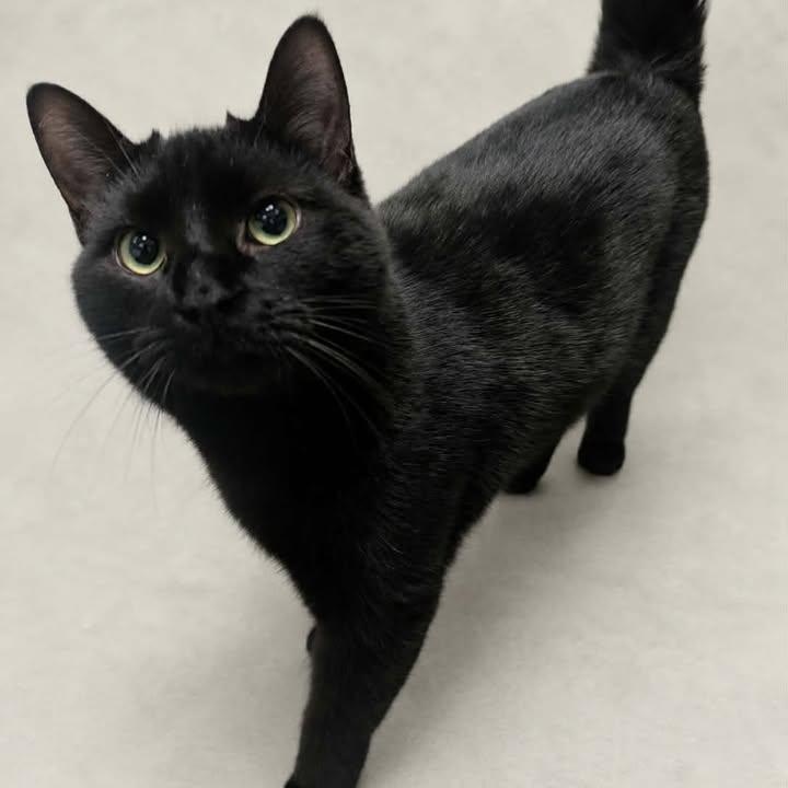 Joey, ADOPTABLE, Adult Female Domestic Short Hair.