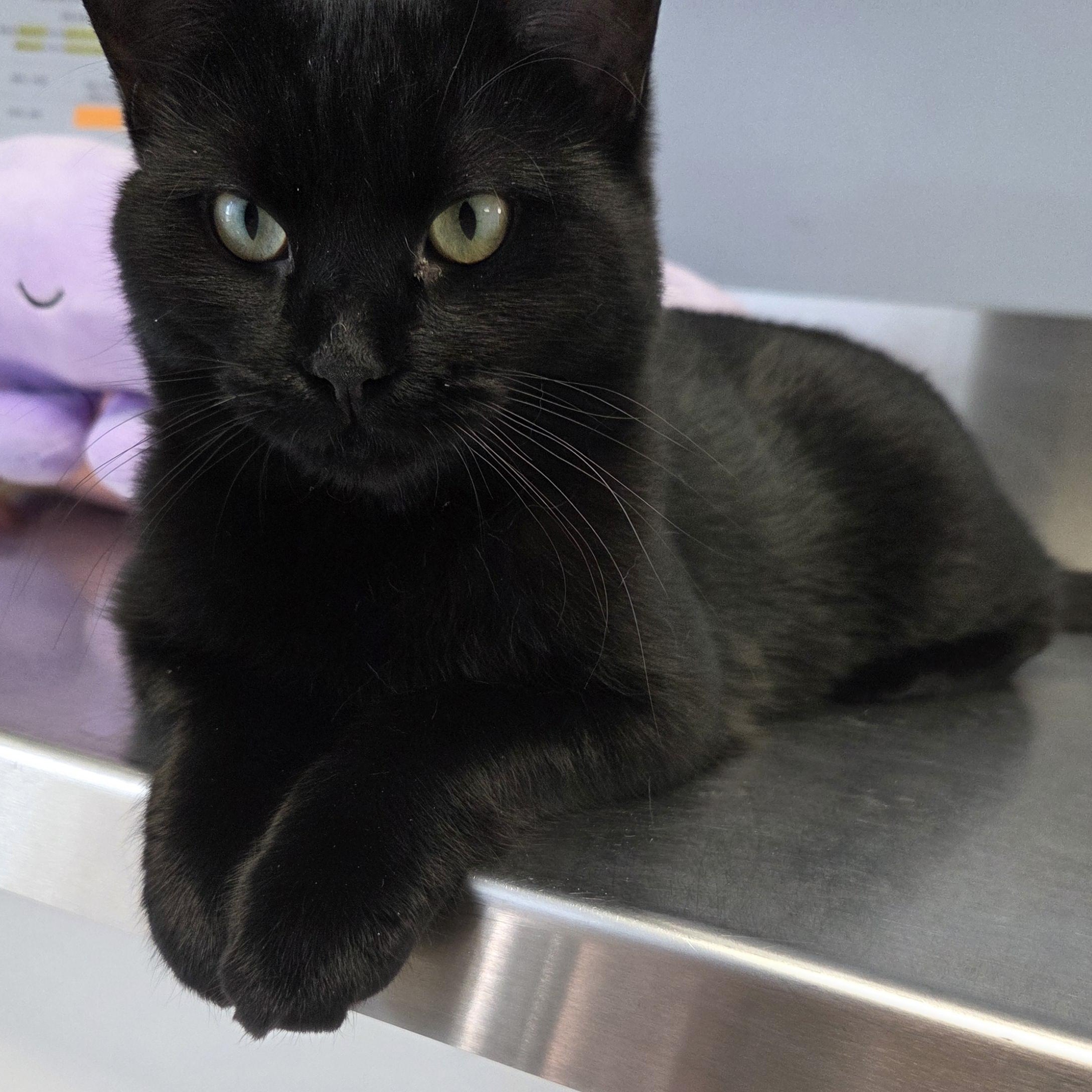 Enlarge Joey, a ADOPTABLE Domestic Short Hair in Brooks, AB image 1/1