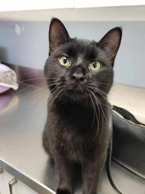 Joey, a ADOPTABLE Domestic Short Hair in Brooks, AB image 3/4