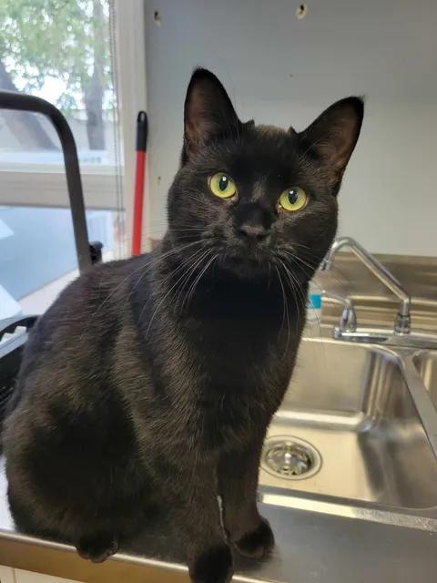 Joey, a ADOPTABLE Domestic Short Hair in Brooks, AB image 4/4