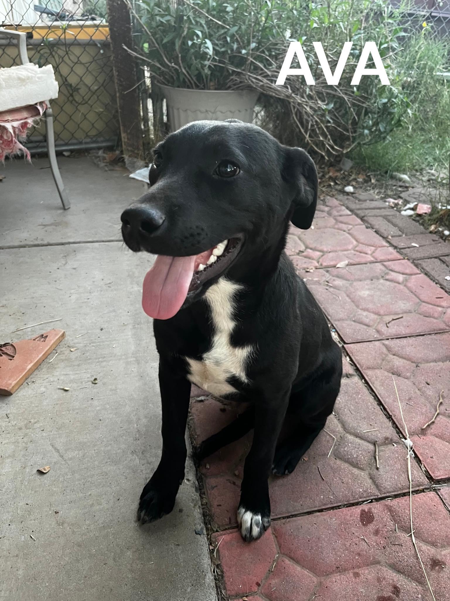 Ava, ADOPTABLE, Young Female Boxer & Labrador Retriever.