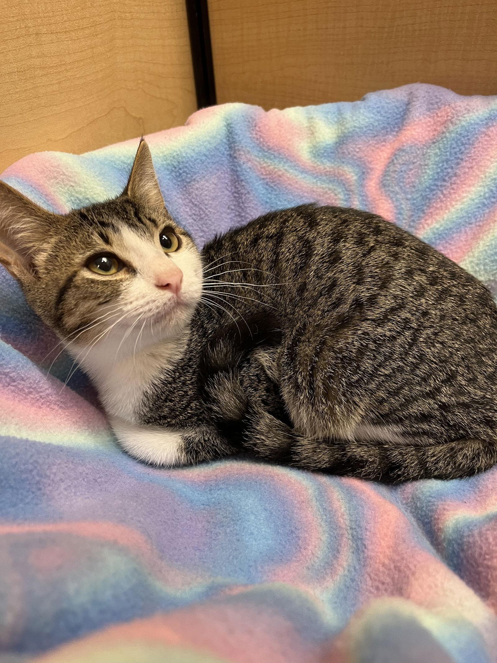Sandy, a Adoptable Domestic Short Hair in Walnut Creek, CA image 2/3