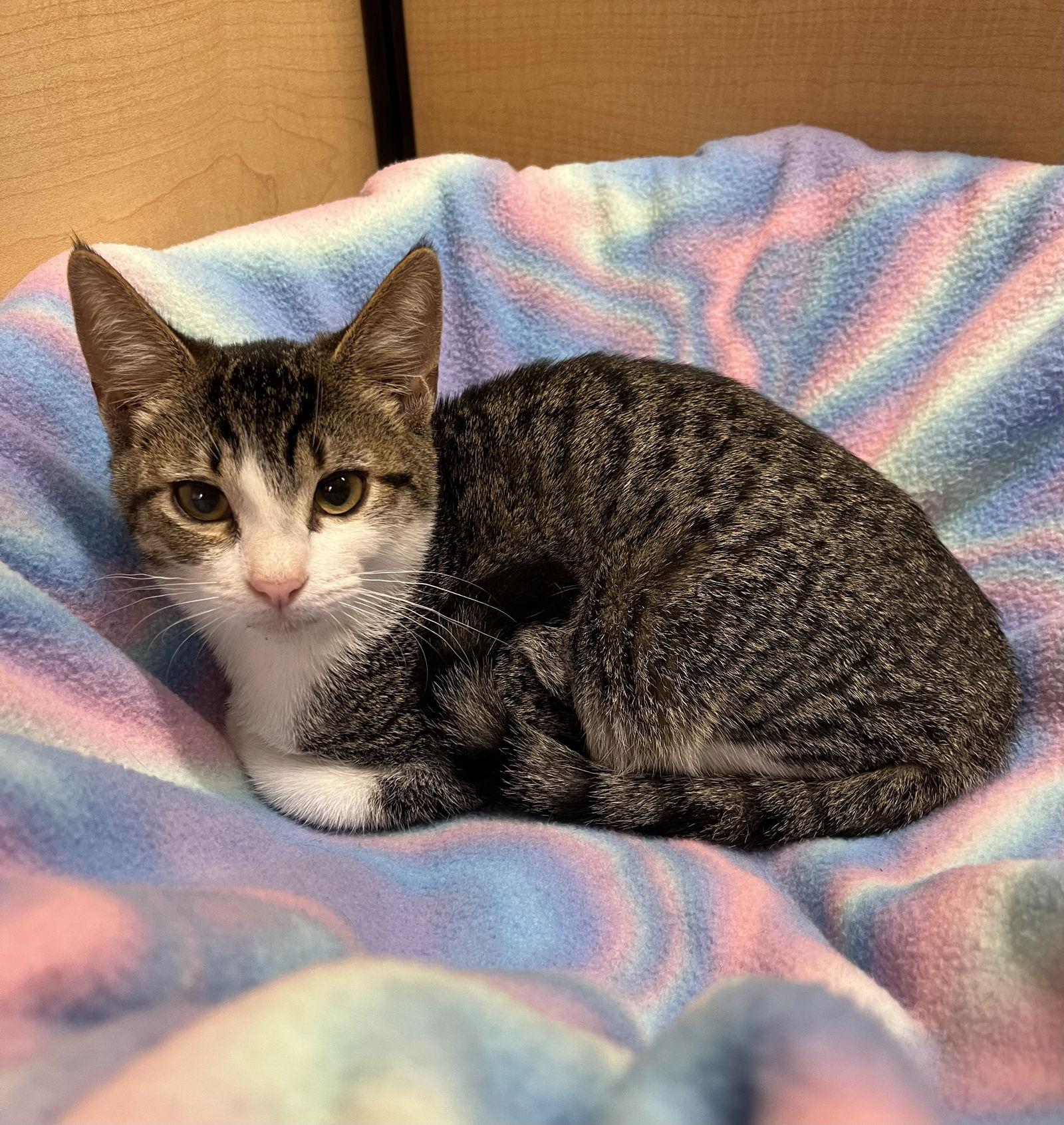 Sandy, a Adoptable Domestic Short Hair in Walnut Creek, CA image 3/3