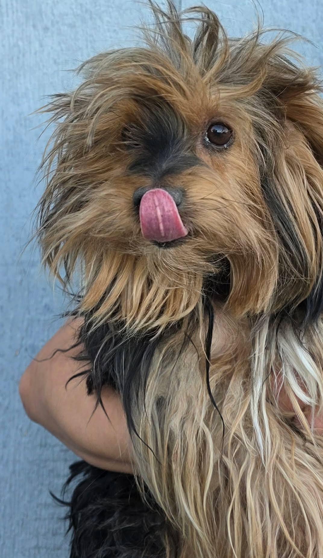 Enlarge Mr Toodles, a Adoptable Yorkshire Terrier in Mukwonago, WI image 1/1