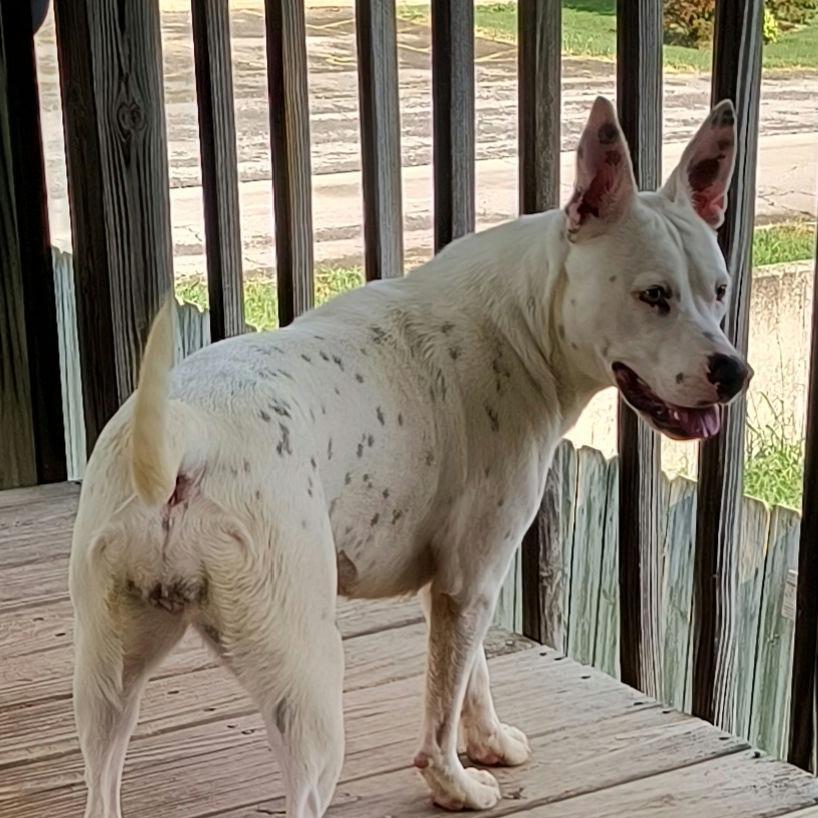 Enlarge Darling, a Adoptable mixed breed in Springfield, MO image 1/6