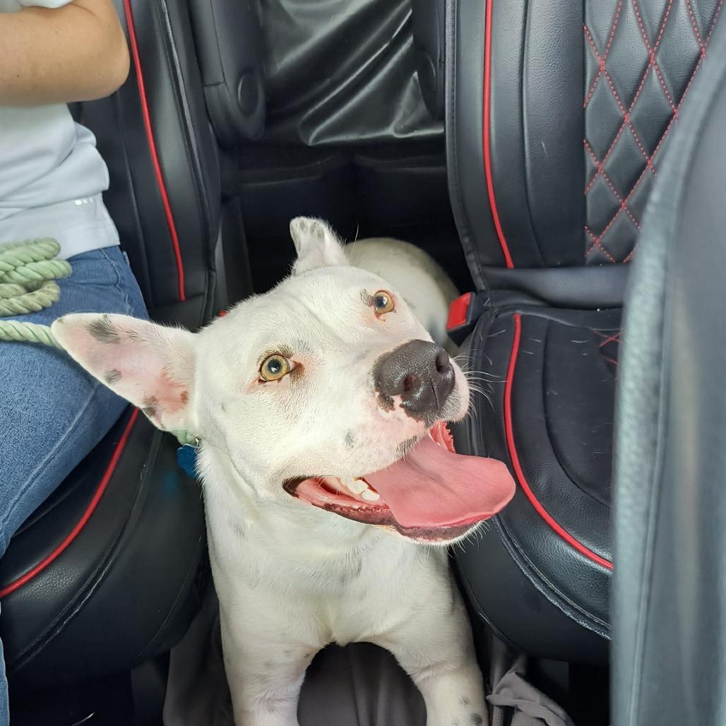 Enlarge Darling, a Adoptable mixed breed in Springfield, MO image 2/6