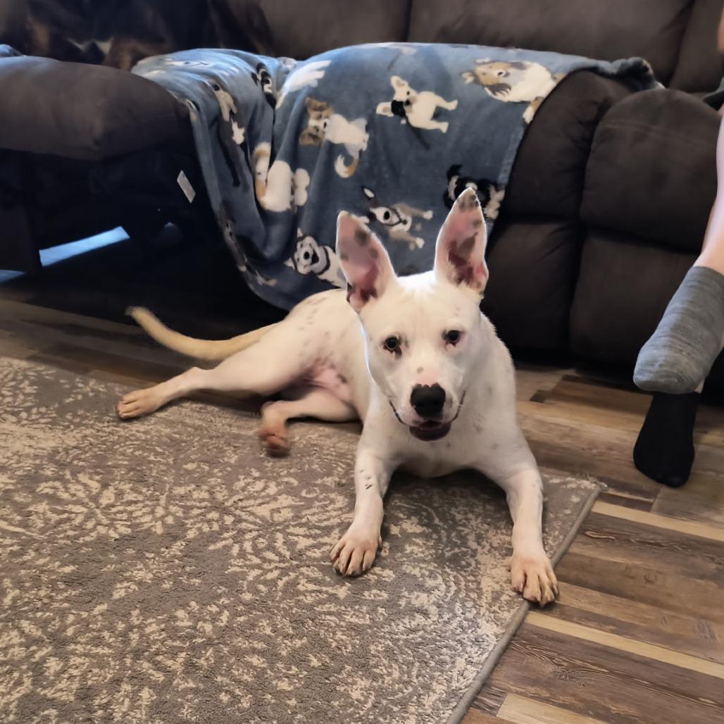 Enlarge Darling, a Adoptable mixed breed in Springfield, MO image 3/6