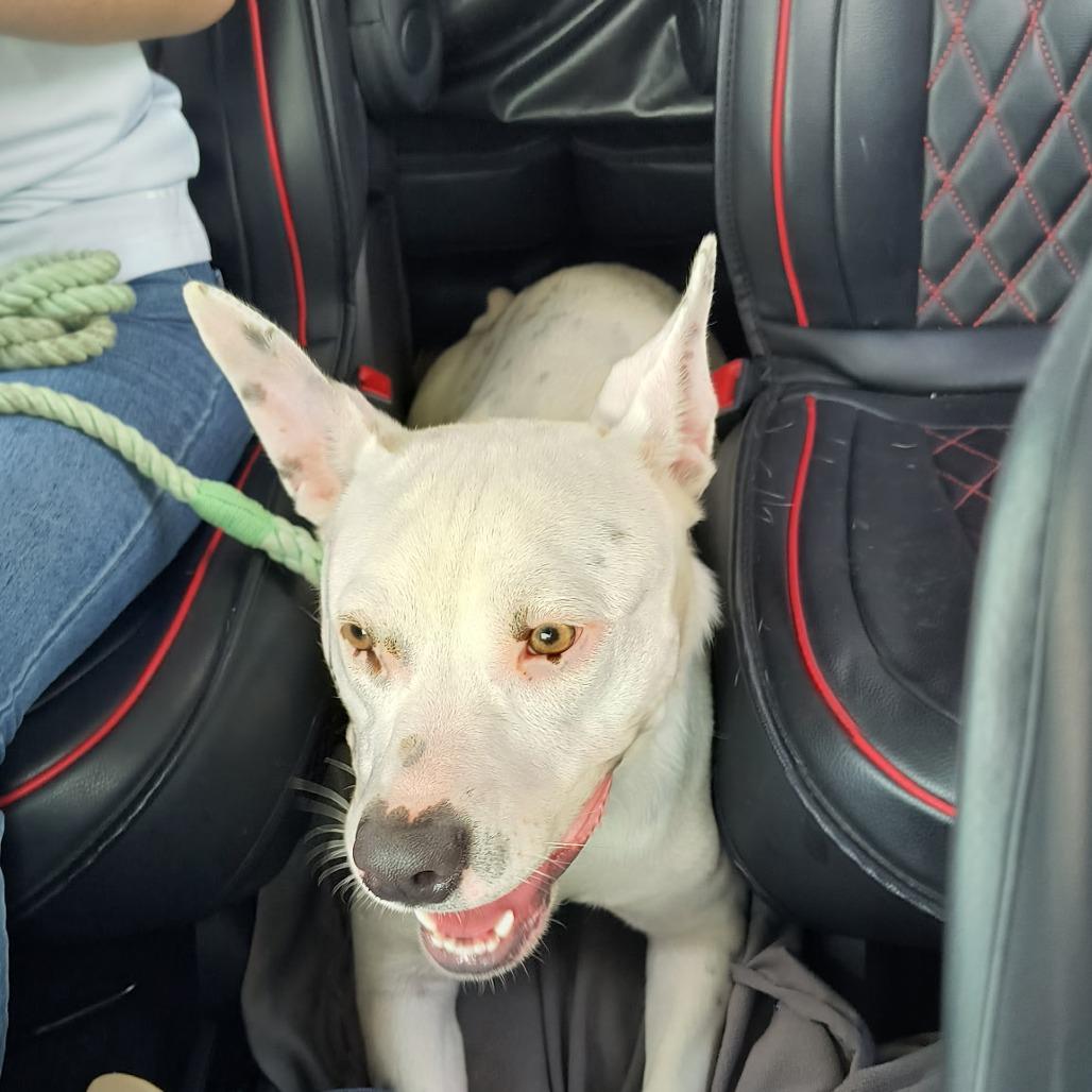 Enlarge Darling, a Adoptable mixed breed in Springfield, MO image 4/6