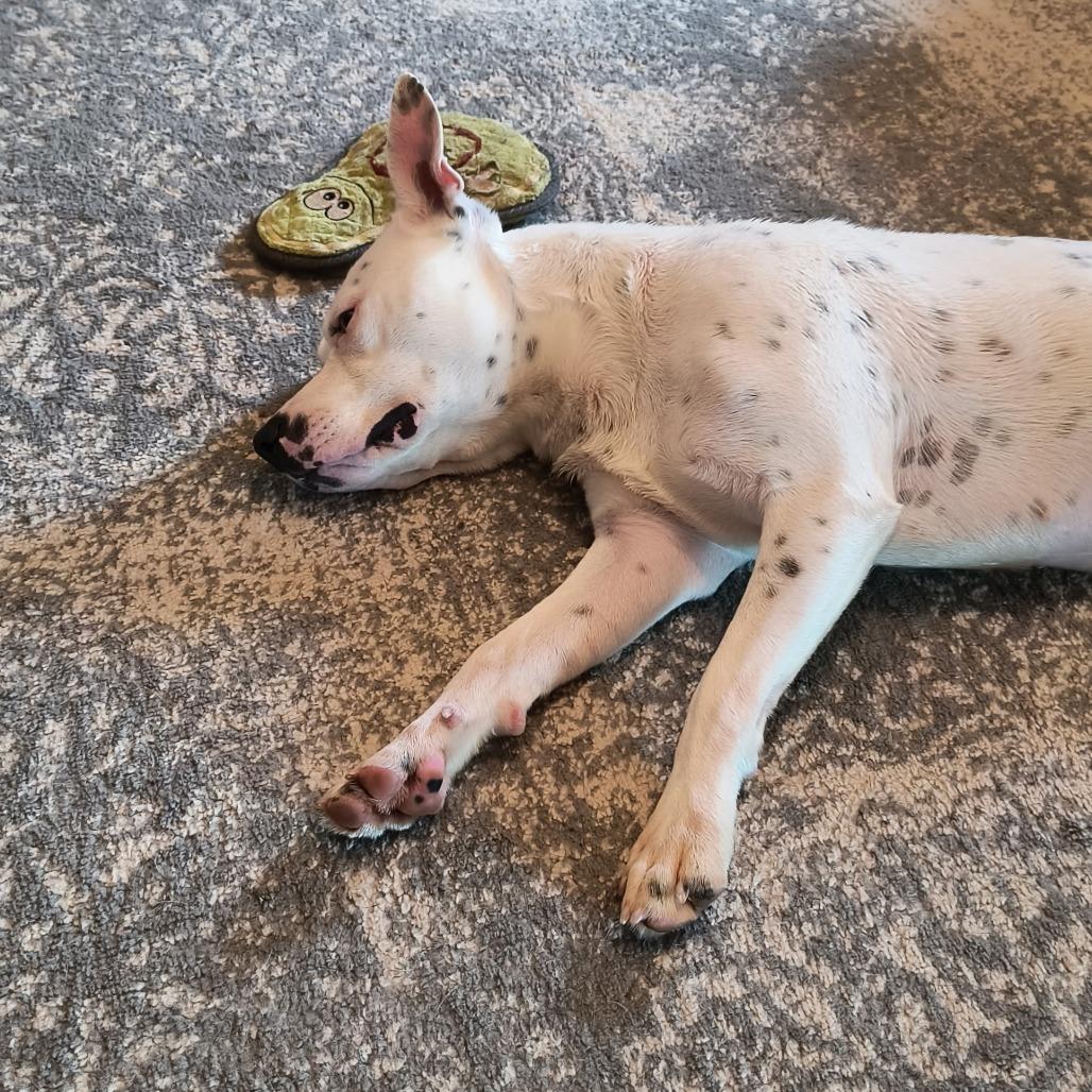 Enlarge Darling, a Adoptable mixed breed in Springfield, MO image 6/6